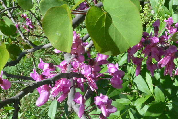 judášovec čínsky Cercis chinensis