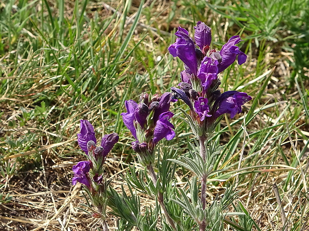 včelník rakúsky Dracocephalum austriacum L.