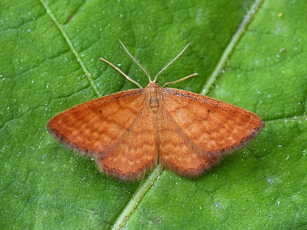 piadica hlinožltá Idaea serpentata