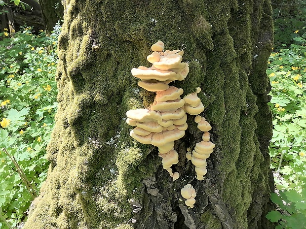 sírovec obyčajný Laetiporus sulphureus (Bull.) Murrill