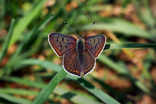 ohniváčik čiernoškvrnný (sk) / ohniváček černoskvrnný (cz) Lycaena tityrus Poda, 1761