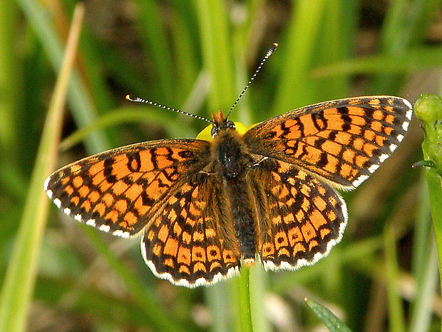 hnedáčik mriežkovaný  Melitaea cinxia  Linnaeus, 1758