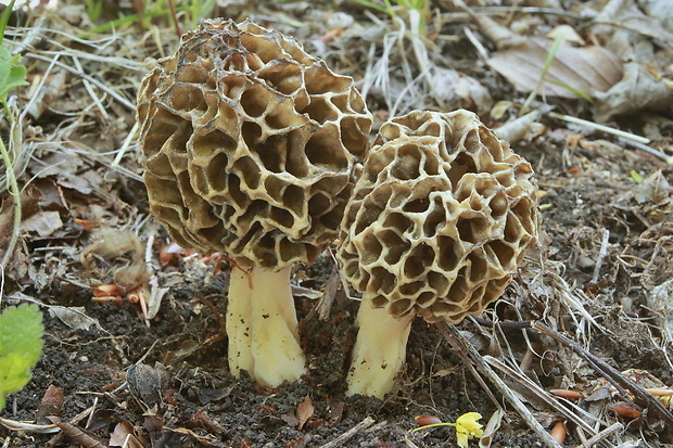 smrčok jedlý Morchella esculenta (L.) Pers.