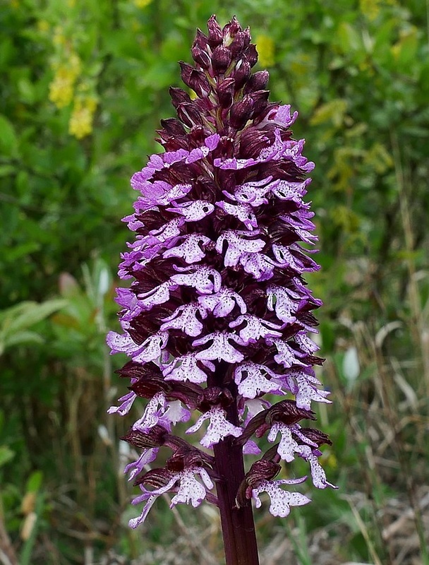 vstavač purpurový Orchis purpurea Huds.