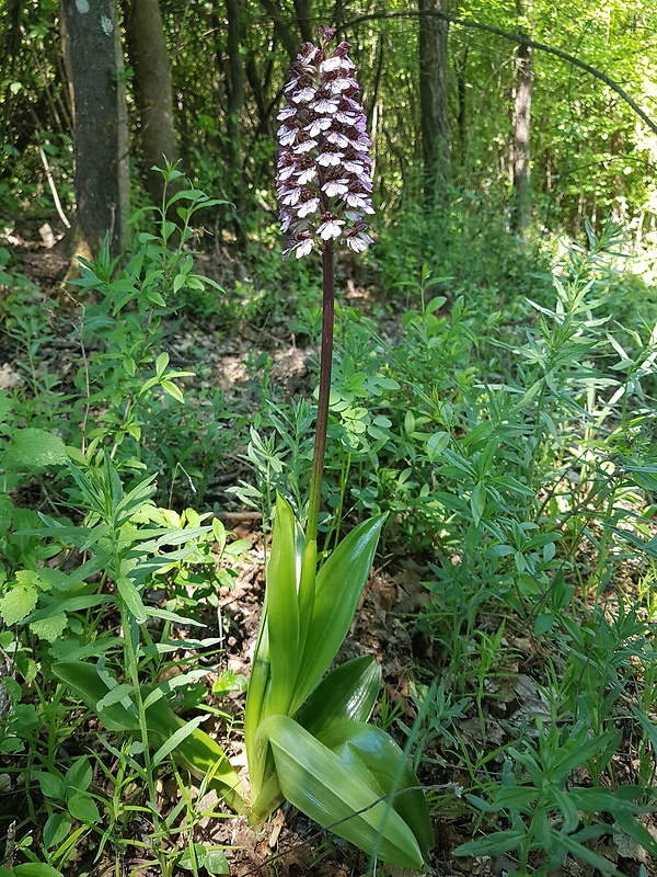 vstavač purpurový Orchis purpurea Huds.