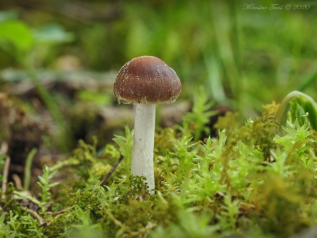 drobuľka Psathyrella sp.