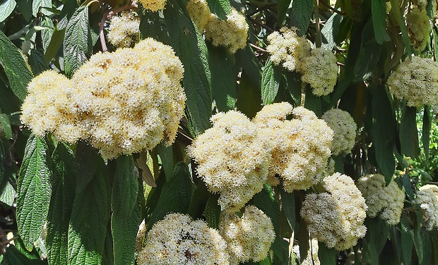 kalina vráskavolistá Viburnum rhytidophyllum Hemsl.