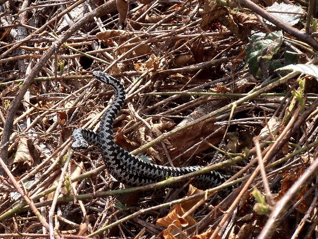 vretenica severná Vipera berus