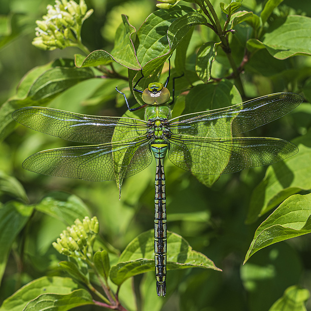 šidlo obrovské Anax imperator