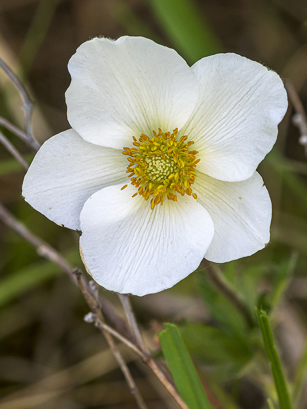 veternica lesná Anemone sylvestris L.