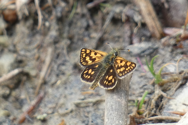 súmračník skorocelový Carterocephalus palaemon