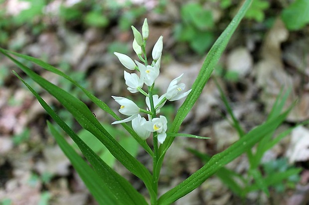 prilbovka dlholistá Cephalanthera longifolia (L.) Fritsch