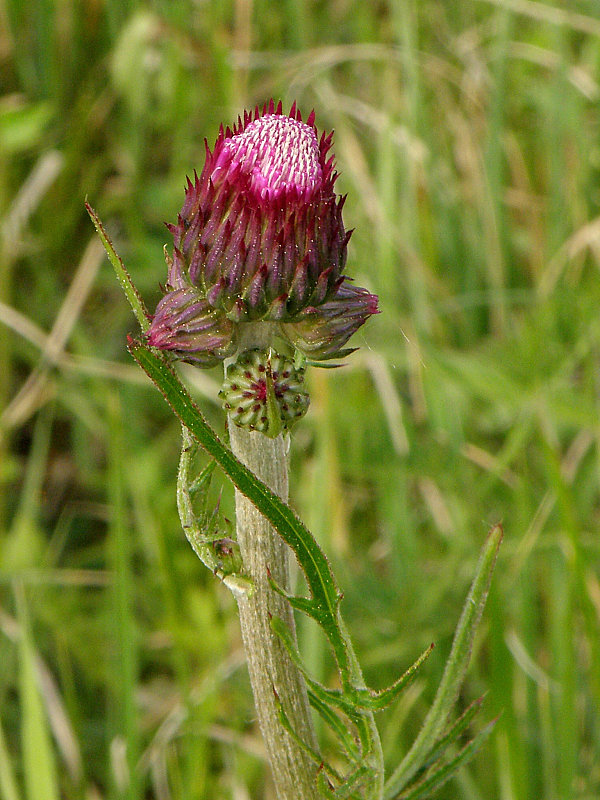 pichliač potočný Cirsium rivulare (Jacq.) All.