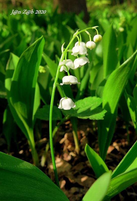 konvalinka voňavá Convallaria majalis L.