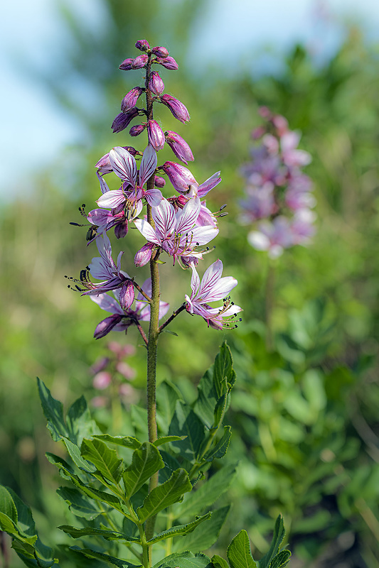 jasenec biely Dictamnus albus L.