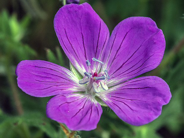 pakost krvavý Geranium sanguineum L.