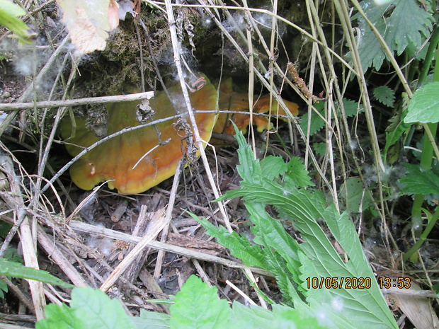 sírovec obyčajný Laetiporus sulphureus (Bull.) Murrill