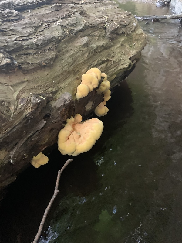 sírovec obyčajný Laetiporus sulphureus (Bull.) Murrill