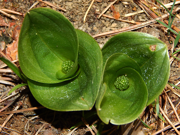 bradáčik vajcovitolistý Listera ovata L.