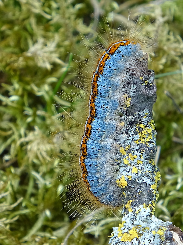 priadkovec mliečnikový (sk) / bourovec pryšcový (cz) Malacosoma castrensis Linnaeus, 1758