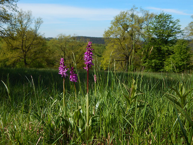 vstavač mužský poznačený Orchis mascula subsp. signifera (Vest) Soó