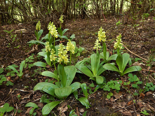 vstavač bledý Orchis pallens L.