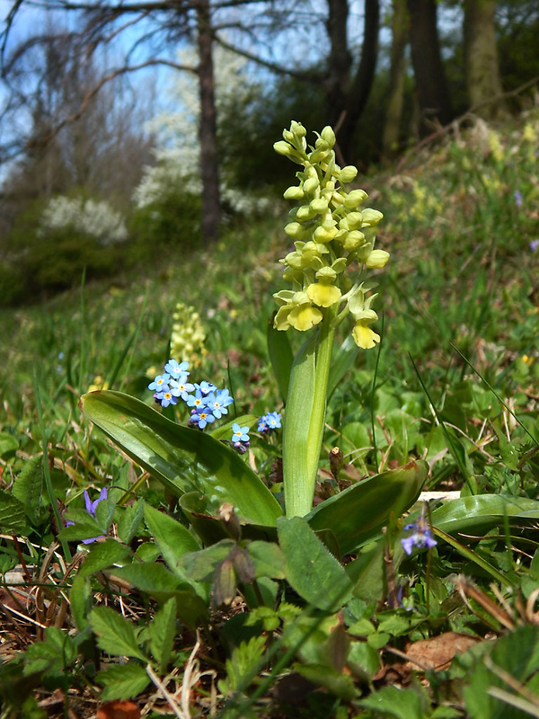 vstavač bledý Orchis pallens L.