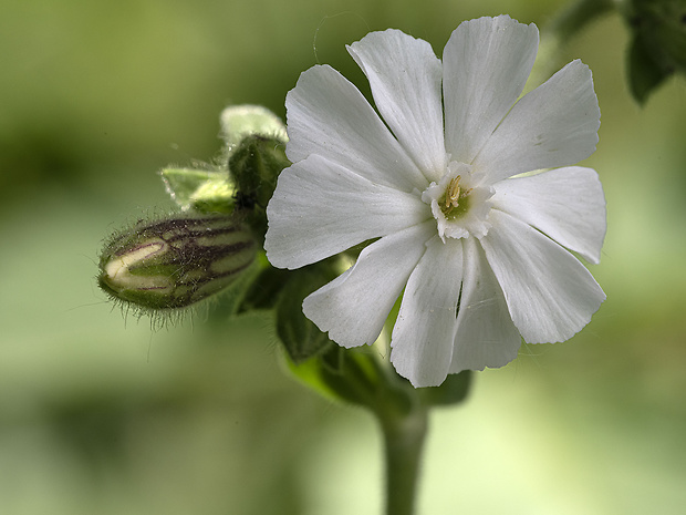 silenka biela pravá Silene latifolia subsp. alba (Mill.) Greuter et Burdet