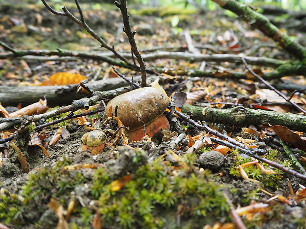 hríb zrnitohlúbikový Sutorius luridiformis (Rostk.) G. Wu & Zhu L. Yang