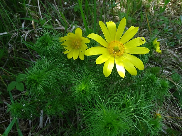 hlaváčik jarný Adonis vernalis L.