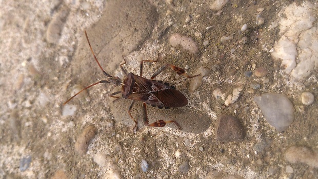 obrubnica americká Leptoglossus occidentalis