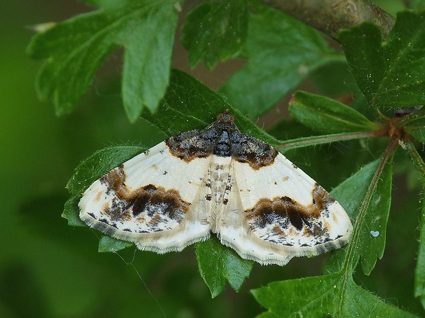 piadivka bršlenová Ligdia adustata