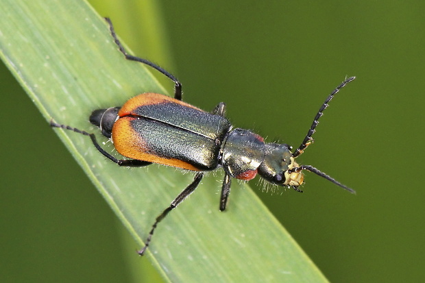 - Malachius aeneus