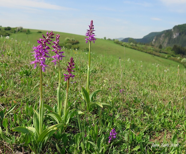 vstavač mužský poznačený Orchis mascula subsp. signifera (Vest) Soó