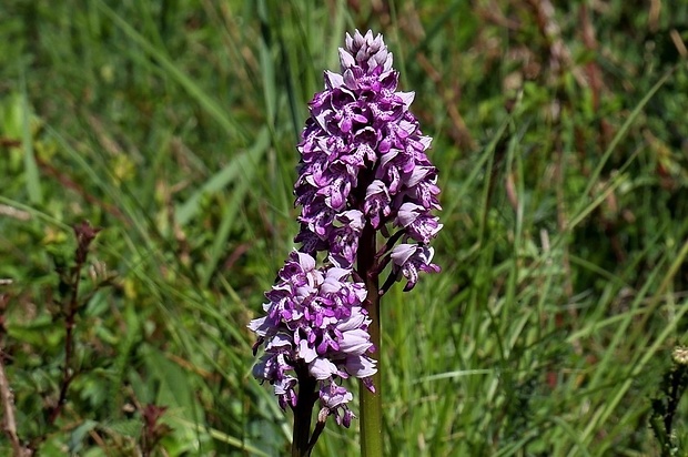 vstavač vojenský Orchis militaris L.