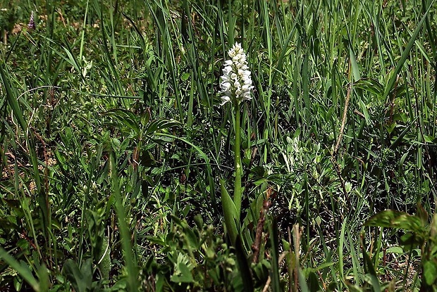 vstavač vojenský Orchis militaris L.