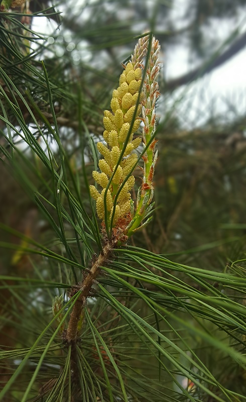 borovica lesná (sosna) Pinus sylvestris L.