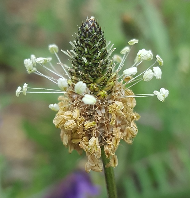 skorocel kopijovitý Plantago lanceolata L.