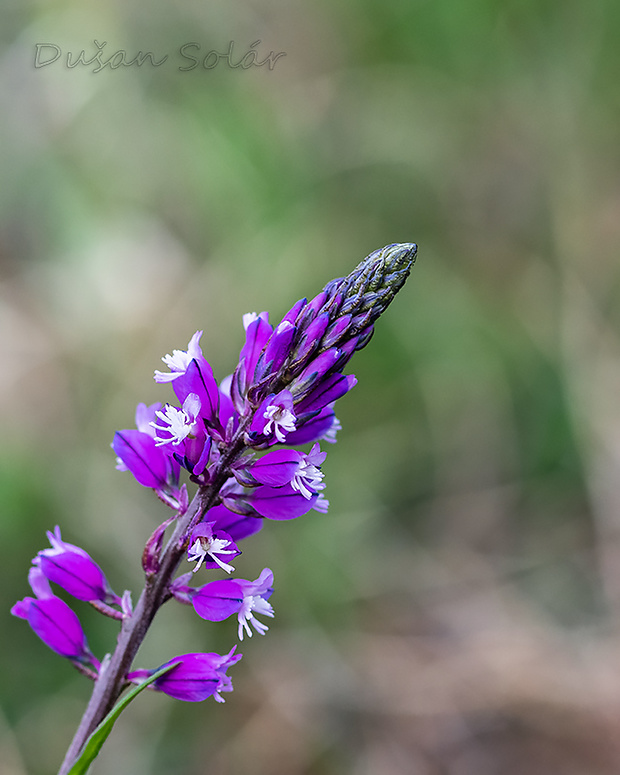 horčinka chochlatá Polygala comosa