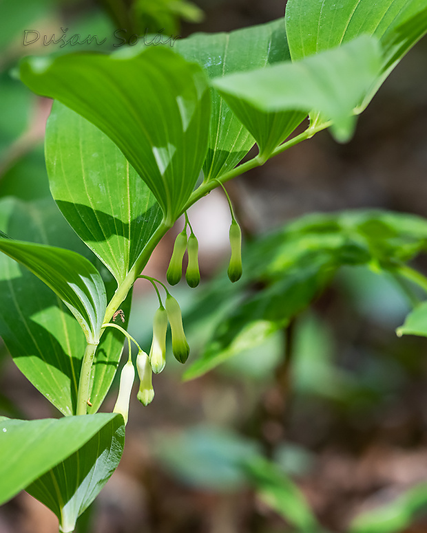 kokorík mnohokvetý Polygonatum multiflorum (L.) All.