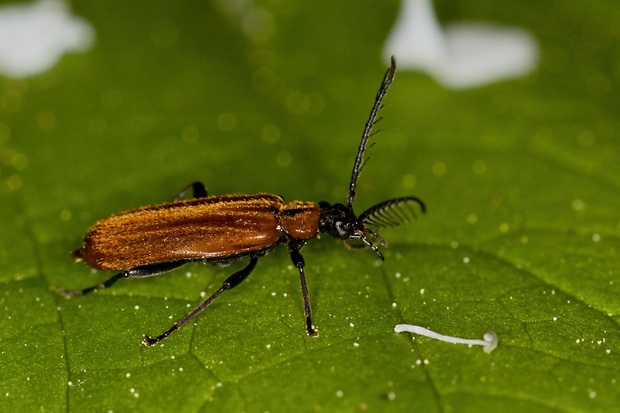 červenáčik  Schizotus pectinicornis