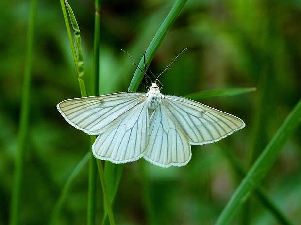 piadivka žilkovaná Siona lineata