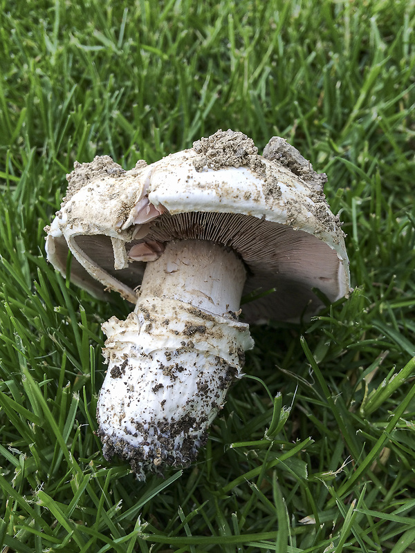 pečiarka Agaricus sp.