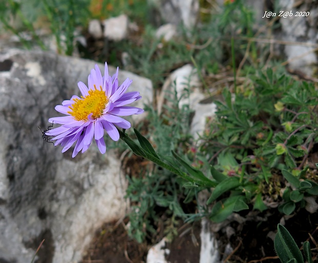 astra alpínska Aster alpinus L.