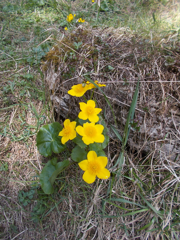 záružlie močiarne Caltha palustris L.