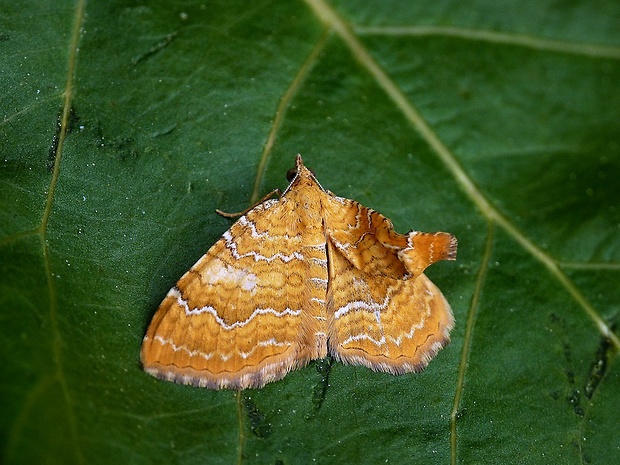 piadivka žihľavová Camptogramma bilineata