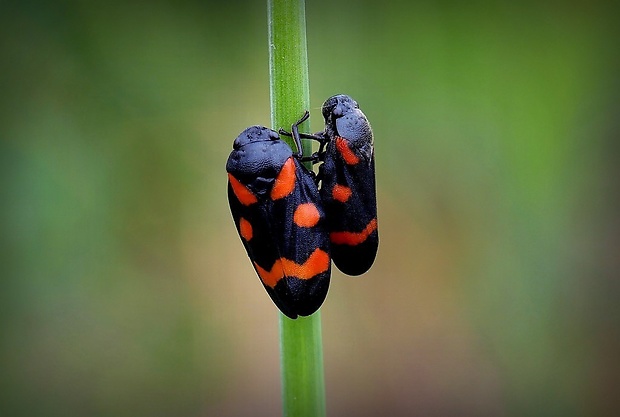 peniarka nižinná (sk) / pěnodějka nížinná (cz) Cercopis sanguinolenta Scopoli, 1763