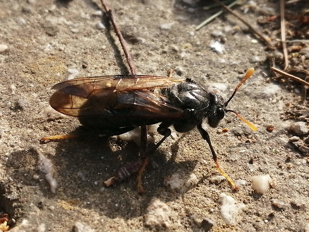 kyjačka brezová Cimbex femoratus