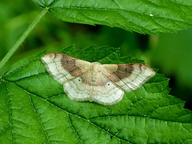 piadica premenlivá Idaea degeneraria