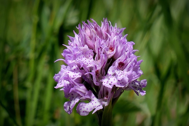 neotinea trojzubá Neotinea tridentata (Scop.) R. M. Bateman, Pridceon et M. W. Chase